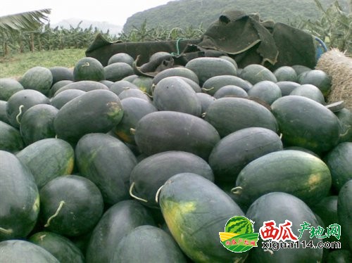 黑美人西瓜图一