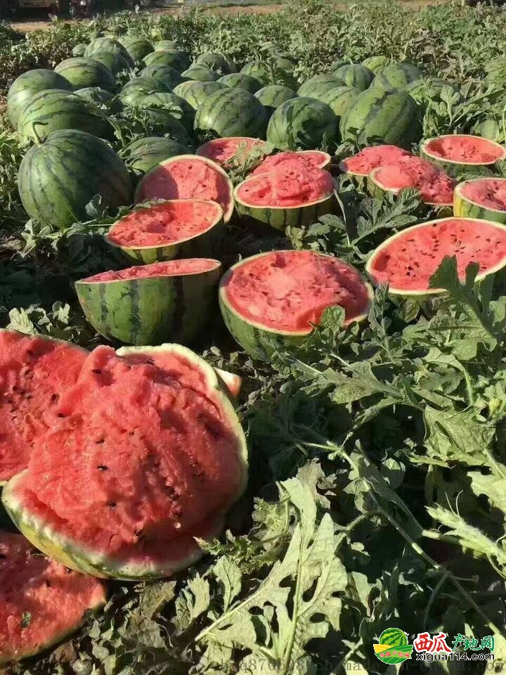 黑皮无籽西瓜图一