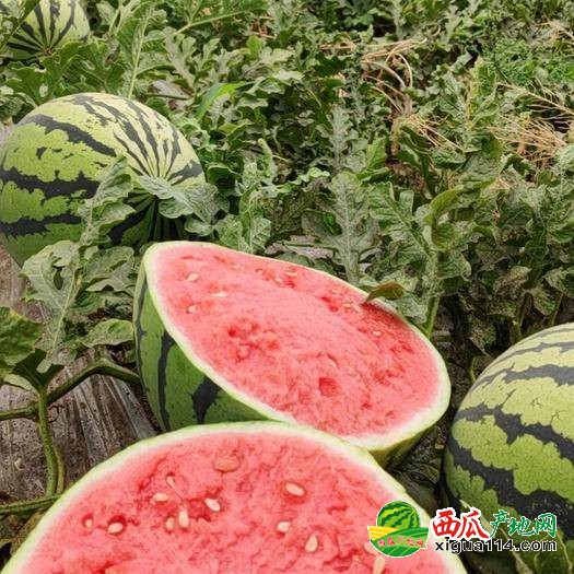 花皮无籽西瓜图一