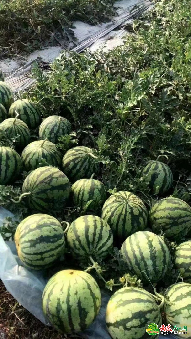 黑美人西瓜图一
