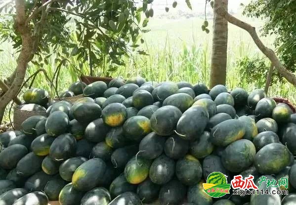 黑美人西瓜图一