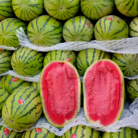 宁夏硒砂瓜代办中卫西瓜代收批发价格